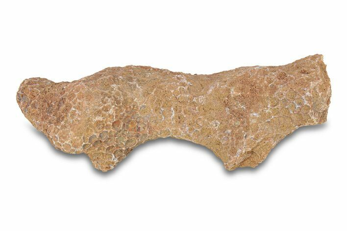Fossil Tabulate Coral - Western Sahara, Morocco #289602